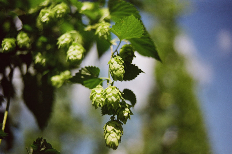 How to Become a More Eco-Friendly Beer Drinker